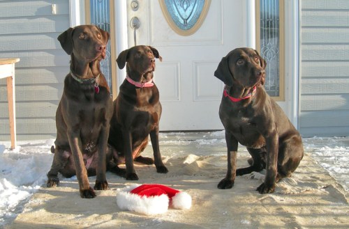 xmas pooches
